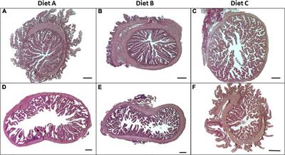 The Effects of Nisin-Producing Lactococcus lactis Strain Used as Probiotic on Gilthead Sea Bream (Sparus aurata) Growth, Gut Microbiota, and Transcriptional Response